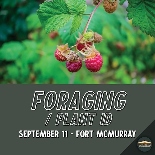 Foraging/Plant ID - Fort McMurray